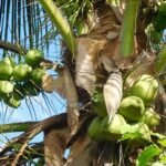 A Kókuszpálma bemutatása és gondozása - Cocos nucifera