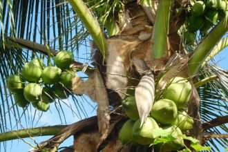 A Kókuszpálma bemutatása és gondozása - Cocos nucifera