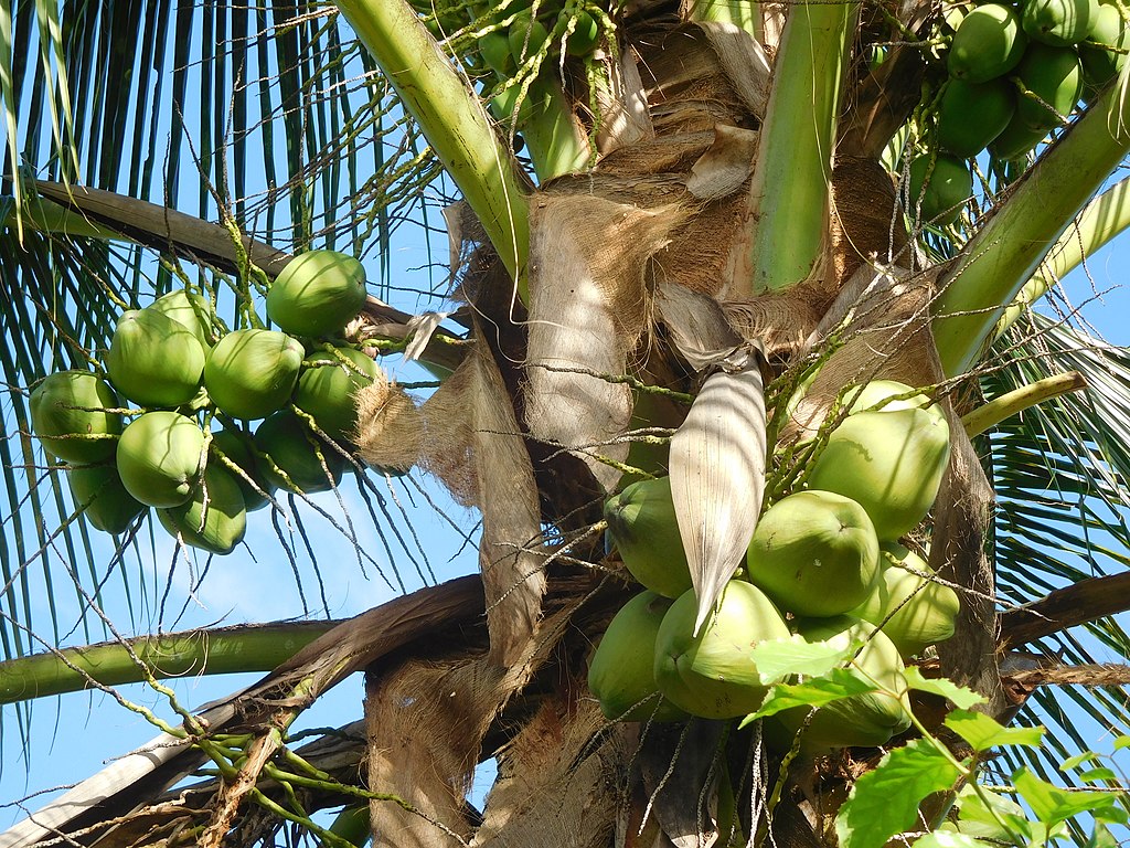 A Kókuszpálma bemutatása és gondozása - Cocos nucifera