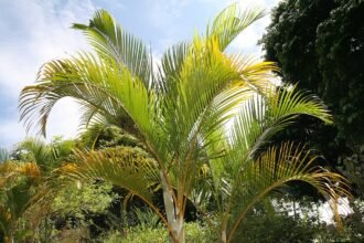 Az Aranypálma, vagy Areca pálma bemutatása és gondozása (Areca lutescens)