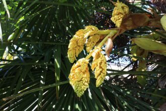 A Kínai kenderpálma bemutatása, gondozása, vízigénye és teleltetése (Trachycarpus fortunei)