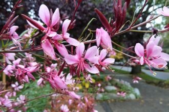 Az Évelő díszgyertya gondozása, metszése és szaporítása (Gaura lindheimeri, Oenothera lindheimeri)