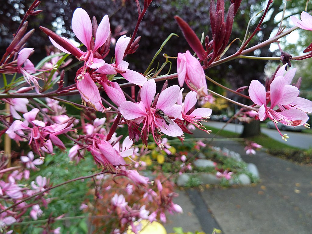 Az Évelő díszgyertya gondozása, metszése és szaporítása (Gaura lindheimeri, Oenothera lindheimeri)