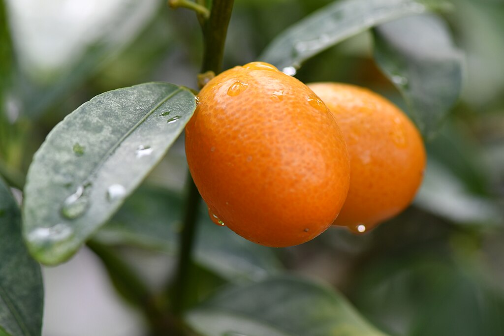 A Kumquat (Fortunella) gondozása és teleltetése néhány egyszerű lépésben