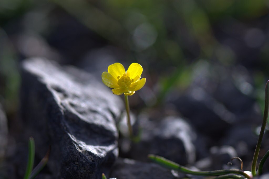 A Békaboglárka bemutatása és gondozása - Ranunculus flammula
