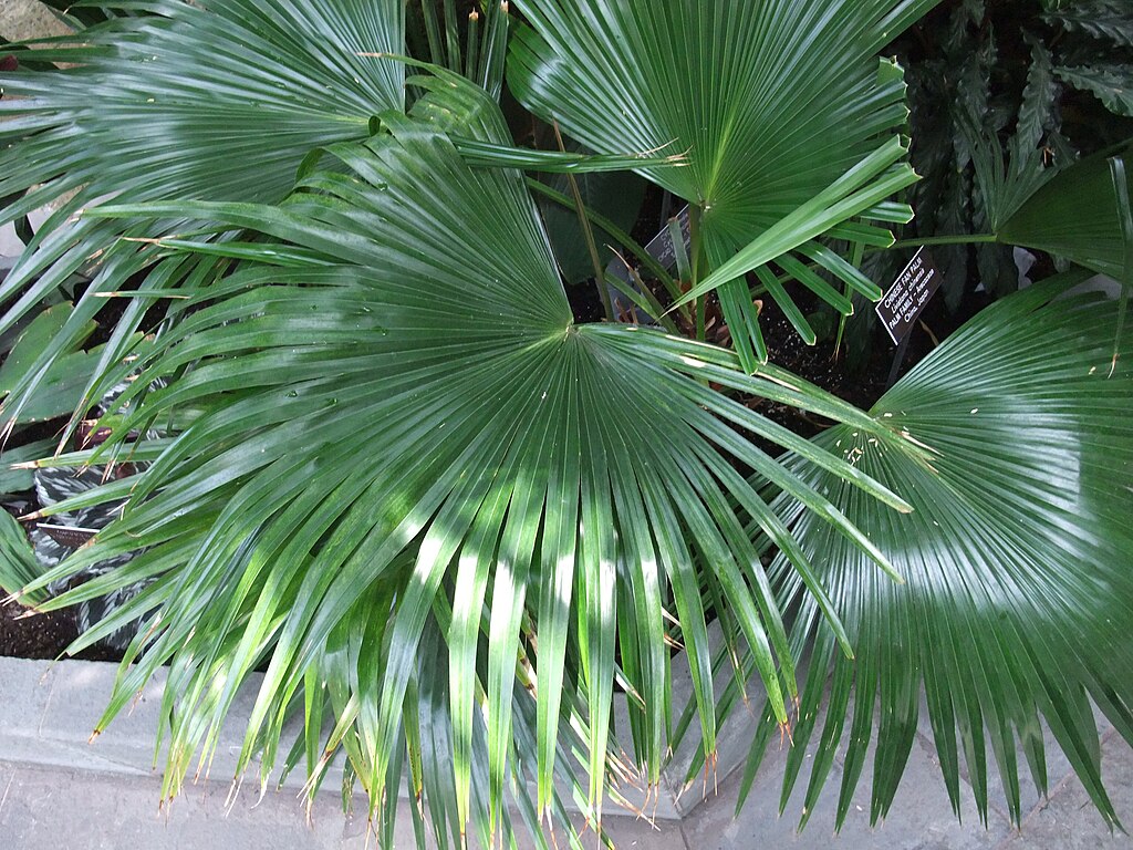 A Kínai legyezőpálma bemutatása, gondozása és szaporítása (Livistona chinensis)