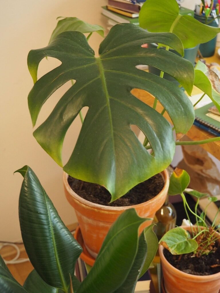 A Könnyezőpálma gondozása és leggyakoribb betegségei (Monstera Deliciosa)