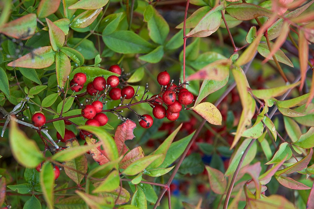 A Japán szentfa (Nandina domestica) gondozása, metszése és szaporítása