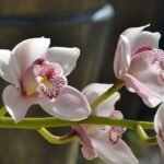 Az Orchidea leggyakoribb kérdései