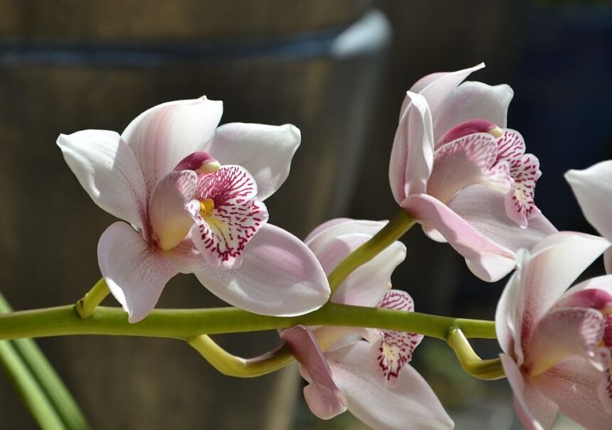 Az Orchidea leggyakoribb kérdései