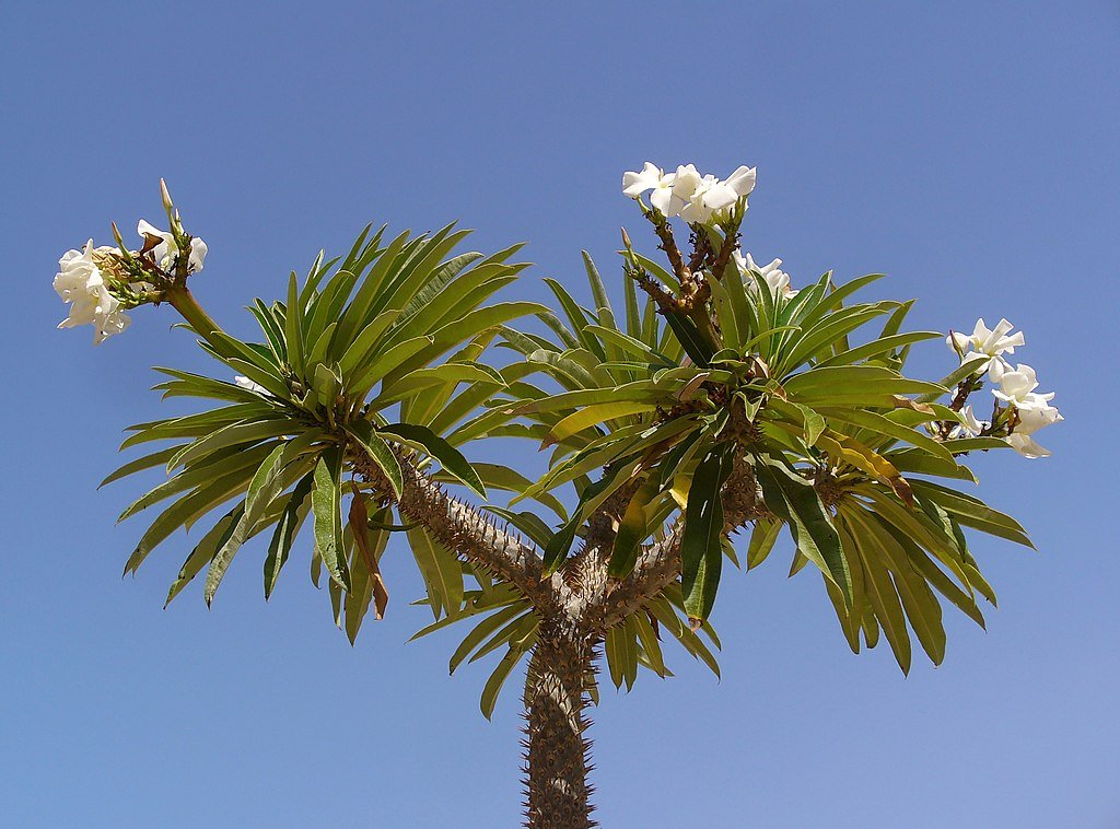 Madagaszkári pálma