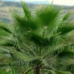 A Washington pálma (Washingtonia robusta) bemutatása és gondozása