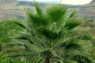 A Washington pálma (Washingtonia robusta) bemutatása és gondozása