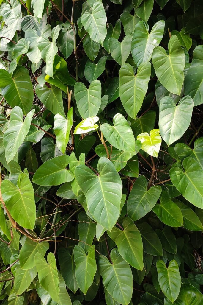 A Szívlevelű filodendron (Philodendron Hederaceum) gondozása