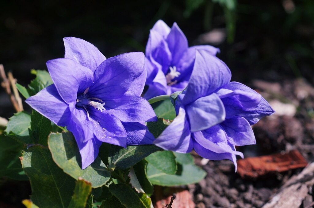 A Léggömbvirág, Hírharang bemutatása, gondozása és teleltetése (Platycodon grandiflorus)