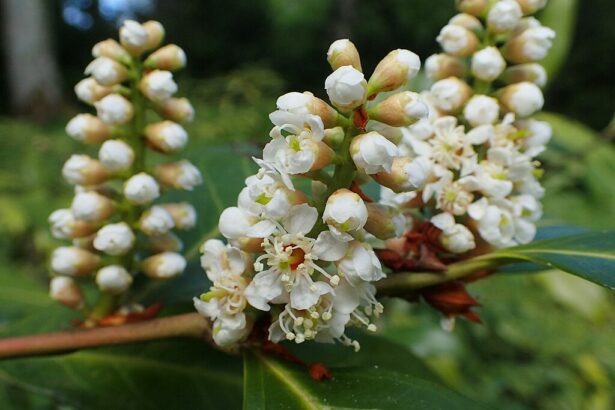 A Babérmeggy (Prunus sect. Laurocerasus) bemutatása: A babérmeggy sövény előnyei