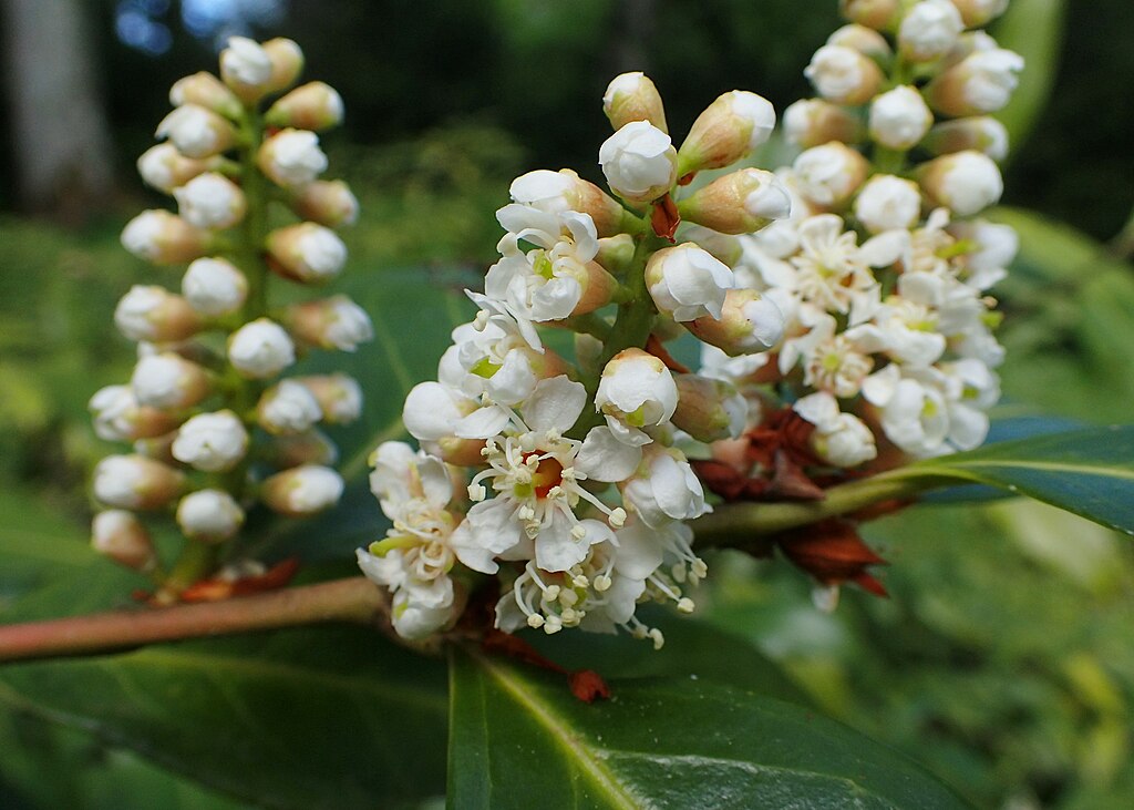 A Babérmeggy (Prunus sect. Laurocerasus) bemutatása: A babérmeggy sövény előnyei
