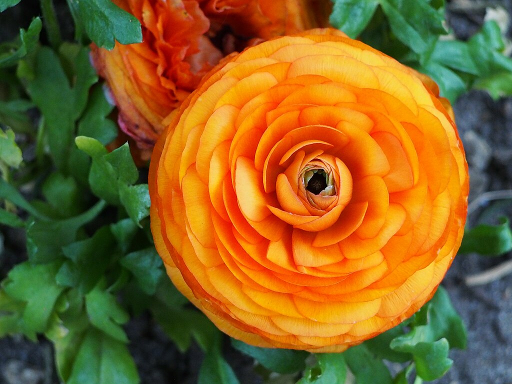 Az Ázsiai Boglárka ültetése és gondozása (Ranunculus asiaticus)