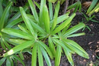 A Botpálma bemutatása és gondozása (Rhapis excelsa)