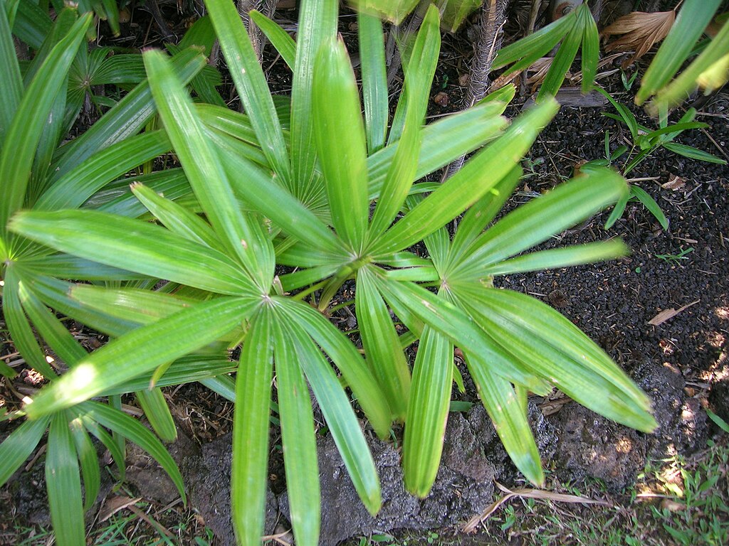 A Botpálma bemutatása és gondozása (Rhapis excelsa)