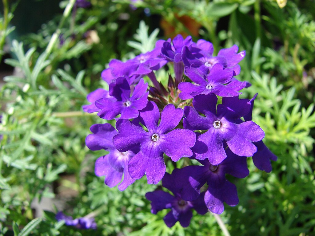 A Csüngő verbéna gondozása és teleltetése (Verbena hybrida ‘Tapien’)