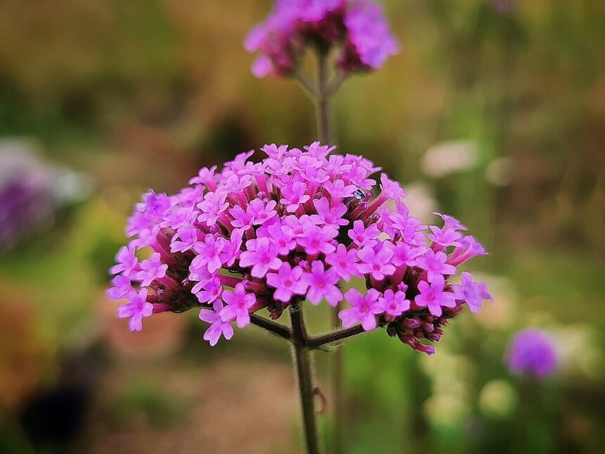 Az Ernyős verbéna gondozása, metszése és szaporítása - Verbena bonariensis