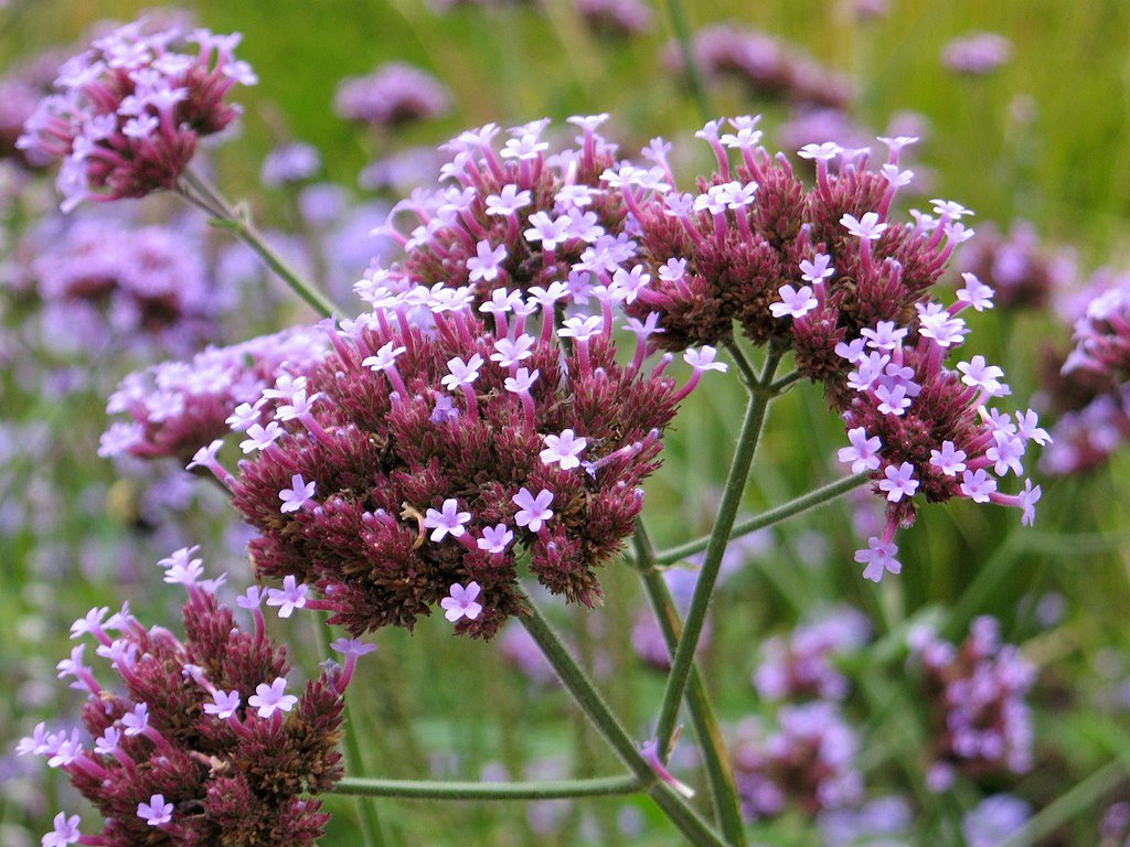 Az Ernyős verbéna gondozása, metszése és szaporítása - Verbena bonariensis