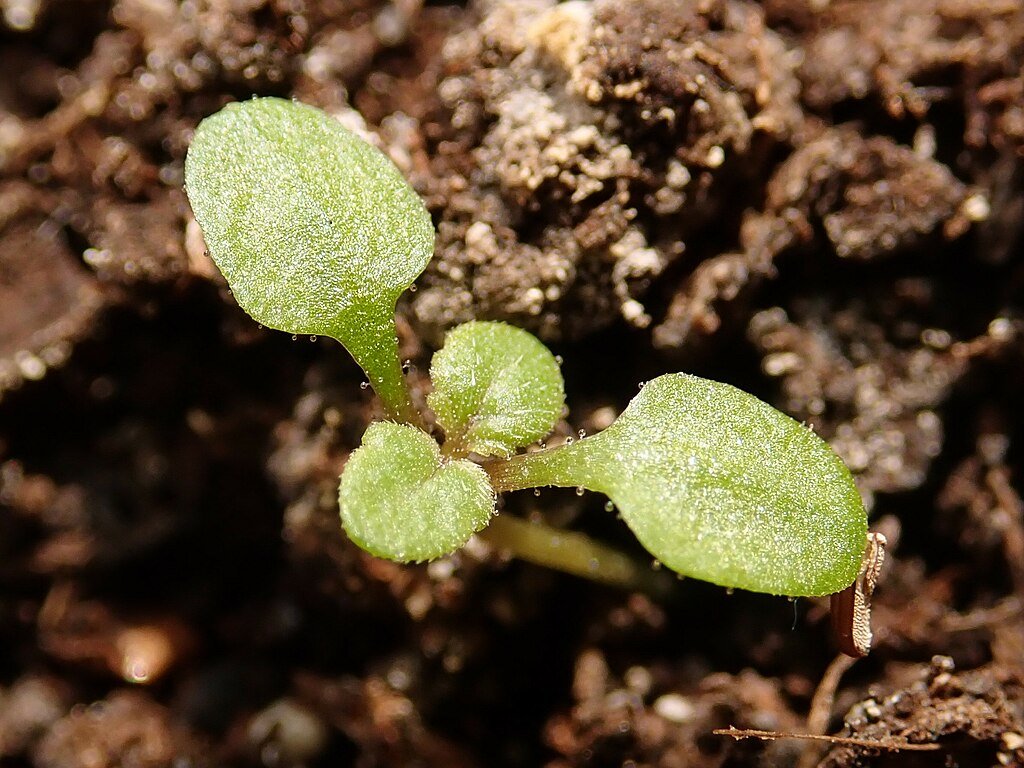 Az Ernyős verbéna gondozása, metszése és szaporítása - Verbena bonariensis