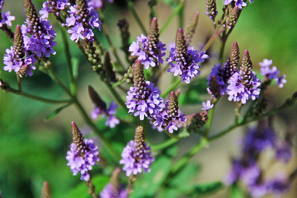 A Kék verbéna (Verbena hastata) gondozása