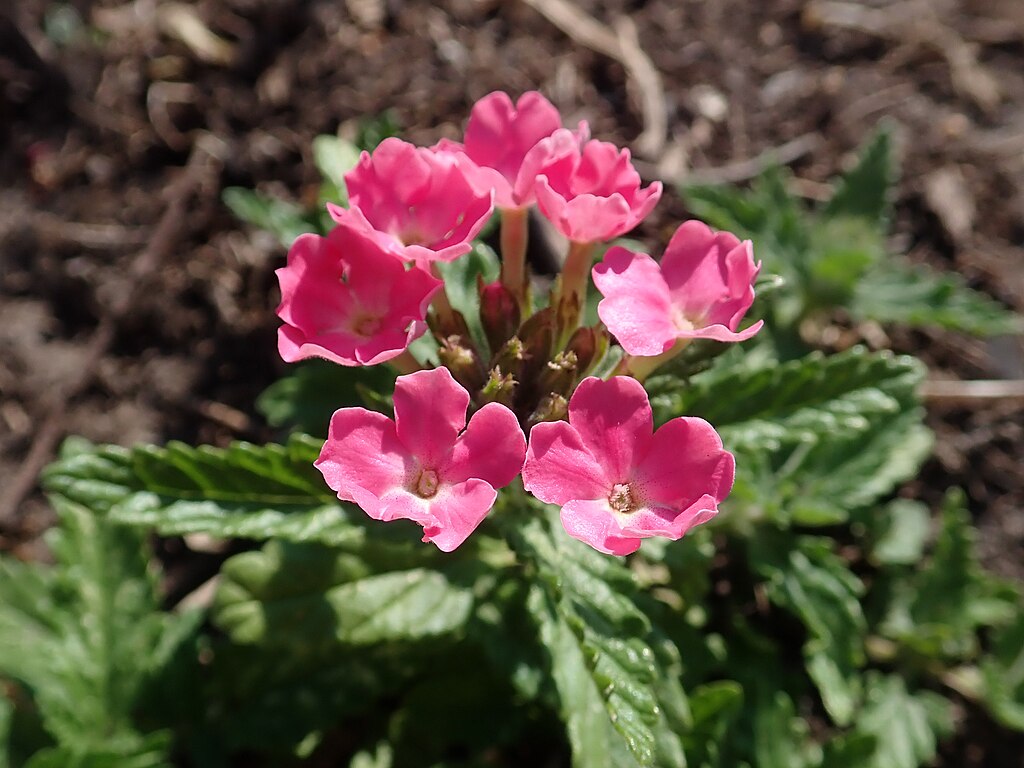 A Kerti verbéna gondozása néhány lépésben - Verbena x hybrida