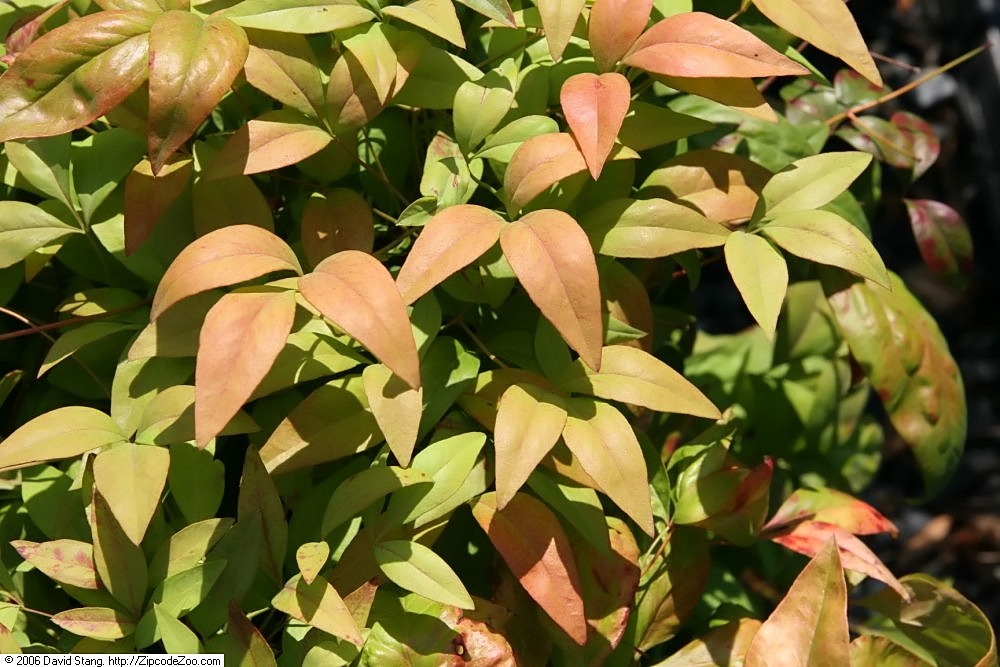 A Törpe japán szentfa (Nandina domestica 'Fire Power') bemutatása és gondozása