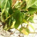 A Szívlevelű filodendron (Philodendron Hederaceum) gondozása