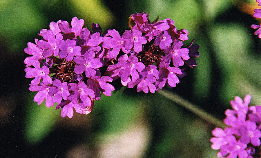 A Lila verbéna gondozása - Verbena rigida