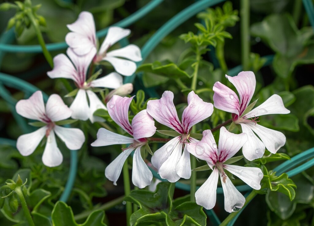 A Futómuskátli gondozása és betegségei - Pelargonium peltatum
