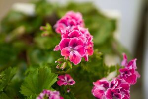 A kerti muskátli gondozása (Pelargonium zonale)