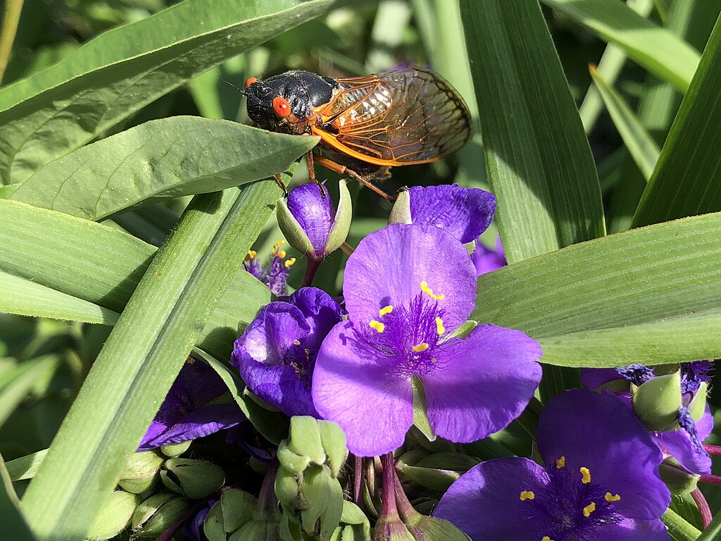 A Kerti Pletyka (Tradescantia x andersoniana) virág gondozása és szaporítása