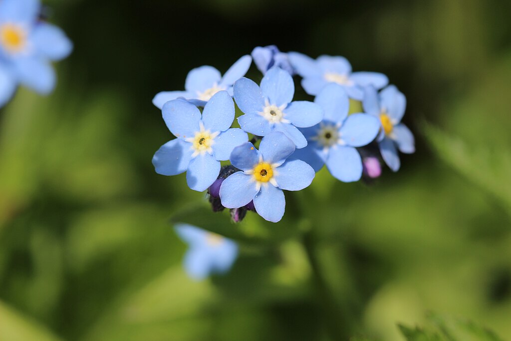A Nefelejcs (Myosotis) vagy "Forget me not" virág gondozása.