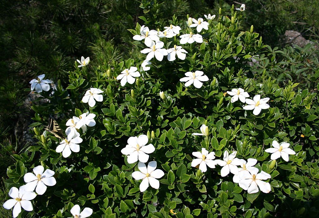 A Gardénia (Gardenia jasminoides) gondozása