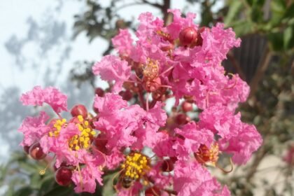 A kínai selyemmirtusz (Lagerstroemia indica) gondozása, metszése és szaporítása.