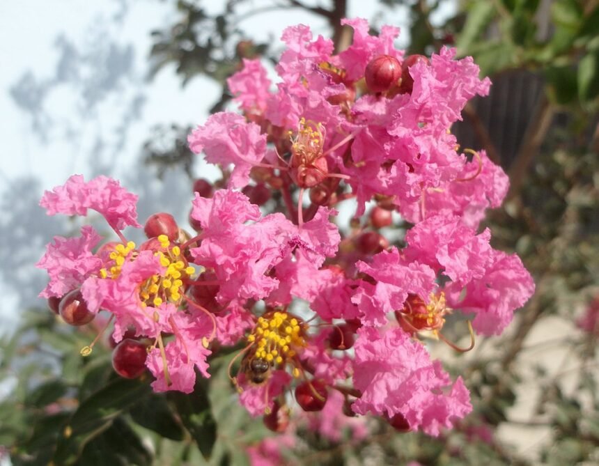 A kínai selyemmirtusz (Lagerstroemia indica) gondozása, metszése és szaporítása.