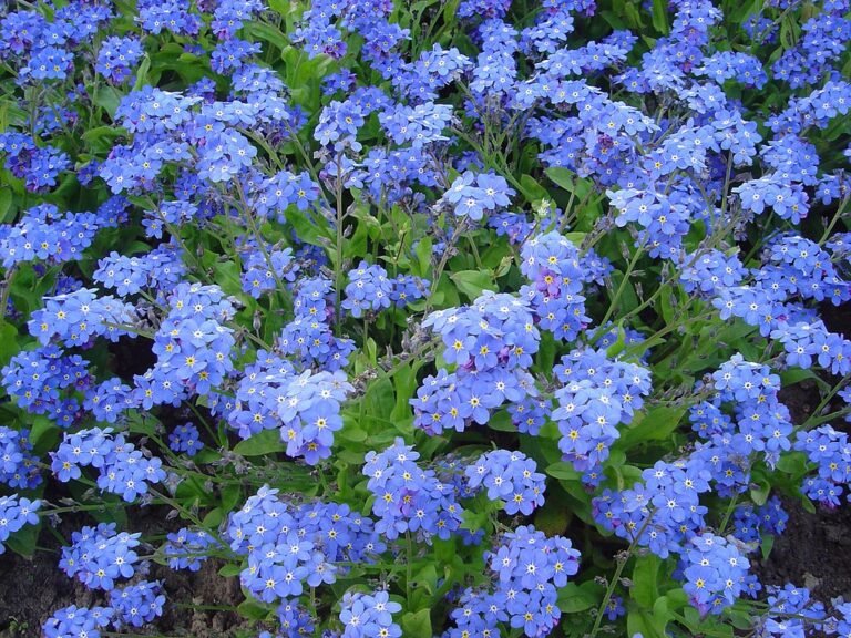 A Nefelejcs Myosotis Vir g Gondoz sa R szletes tmutat a-nefelejcs-myosotis-vir-g-gondoz-sa-r-szletes-tmutat