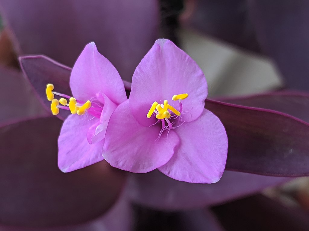 A Bíbor pletyka (Tradescantia pallida) gondozása, teleltetése és szaporítása