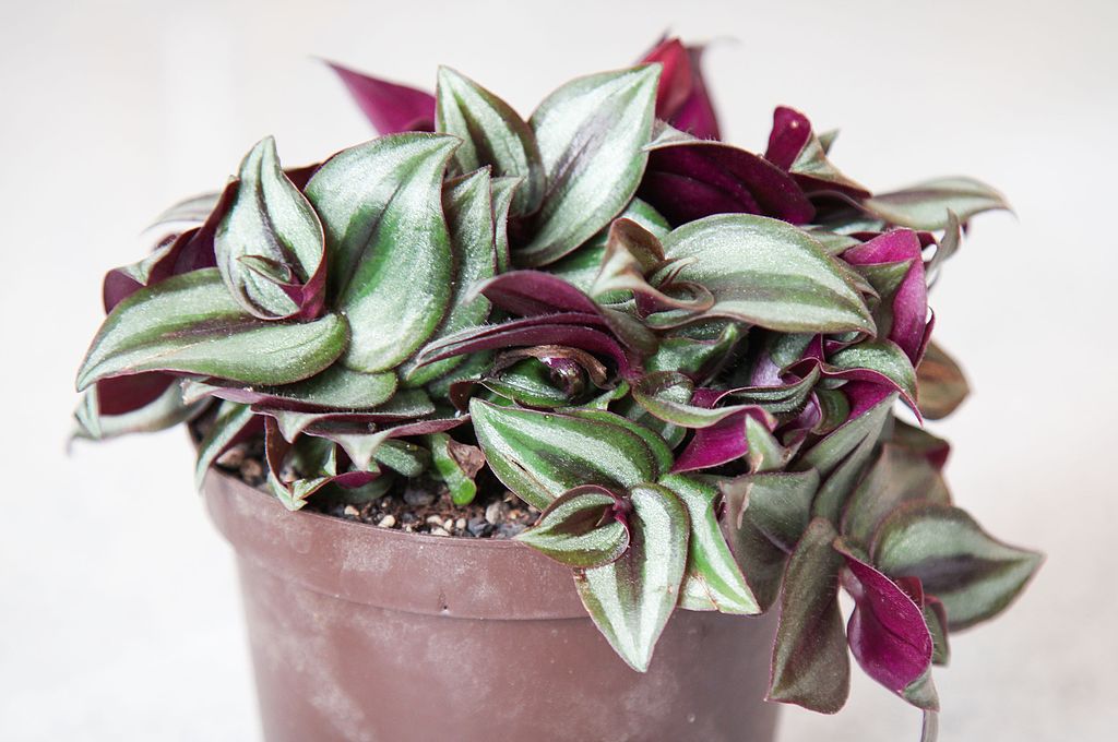 A Zebrapletyka (Tradescantia zebrina) gondozása és szaporítása néhány egyszerű lépésben.