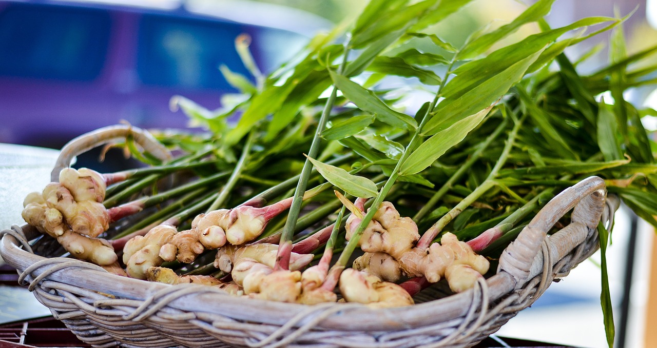 A gyömbér (Zingiber officinale) termesztése és gondozása részletesen.