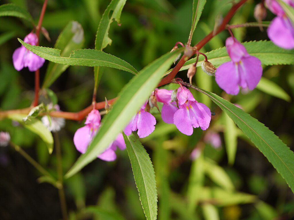 A kerti nebáncsvirág (Impatiens balsamina) gondozása
