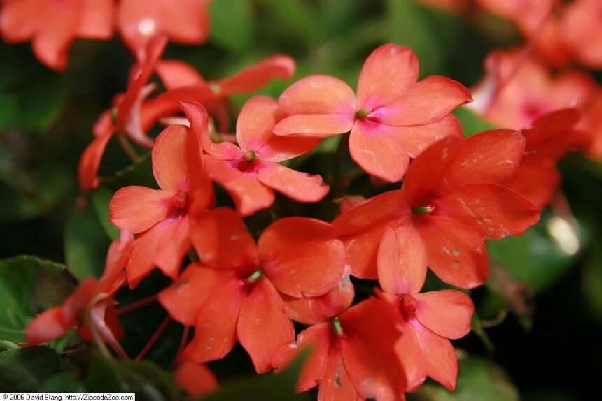 A Nebáncsvirág, vagy Pistike virág (Impatiens) gondozása, fajtái és szaporítása.