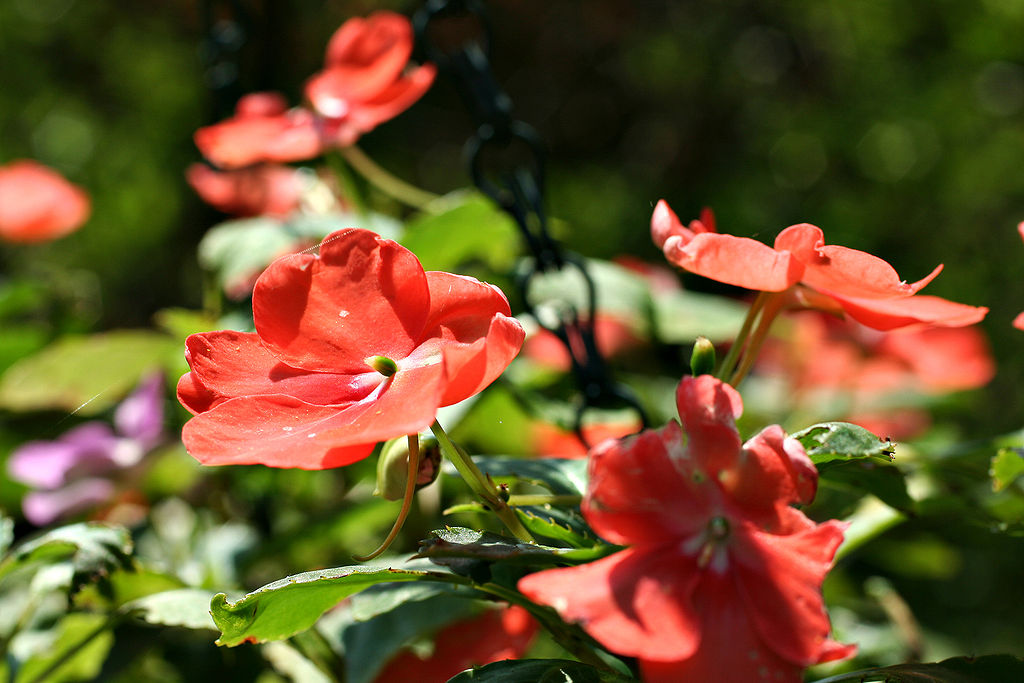 A Törpe nebáncsvirág (Impatiens walleriana) gondozása, teleltetése és szaporítása