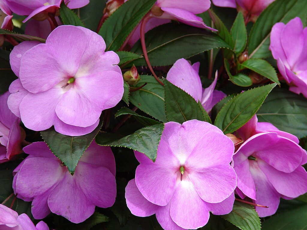 Az Új-guineai nebáncsvirág (Impatiens x hawkeri) gondozása