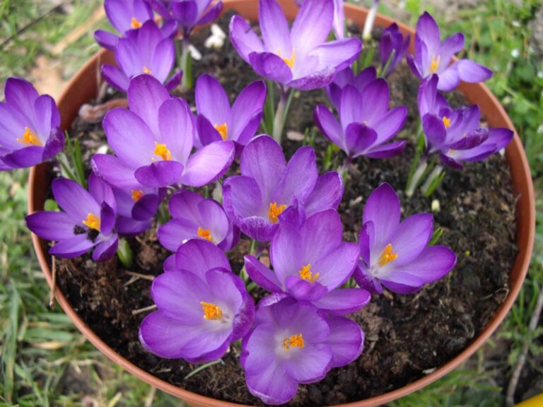 Az Illír Sáfrány (Crocus tommasinianus) termesztése és gondozása