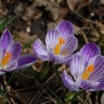 A Tavaszi Sáfrány (Crocus vernus) termesztése és gondozása